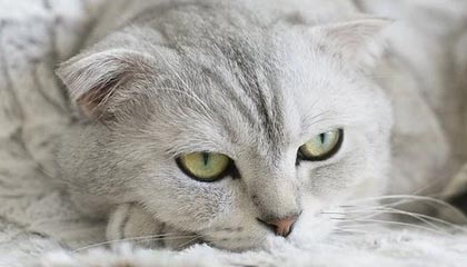 爱游戏全站-法国公开赛落幕，冠军选手表现惊艳，法国公开赛落幕,冠军选手表现惊艳吗