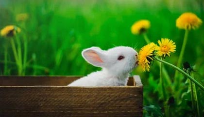 爱游戏全站-法国公开赛落幕，冠军选手表现惊艳，法国公开赛落幕,冠军选手表现惊艳吗