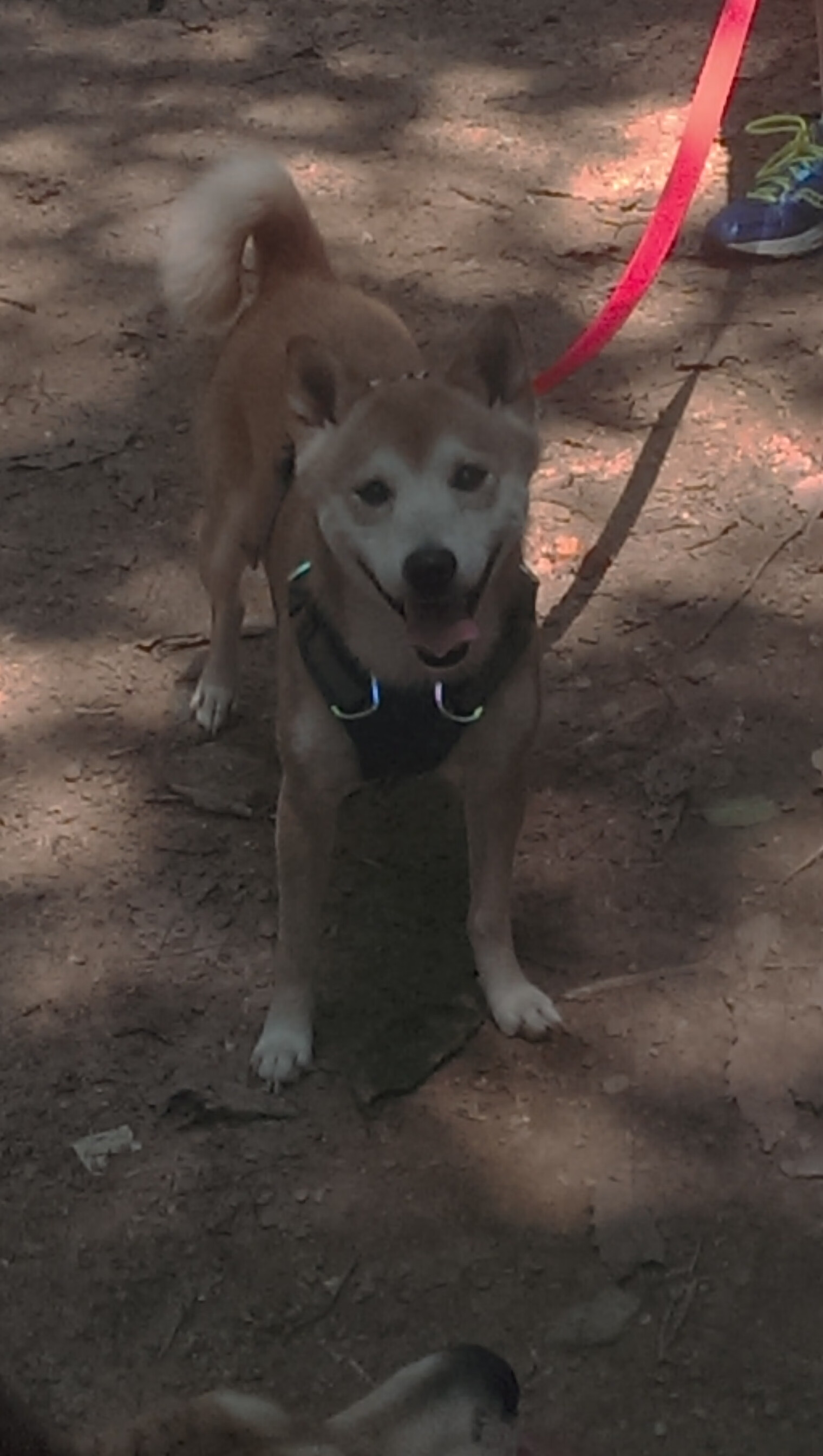 “全球产业链数字化重构:科技赋能棒球产业的新生态”,棒球生产厂家