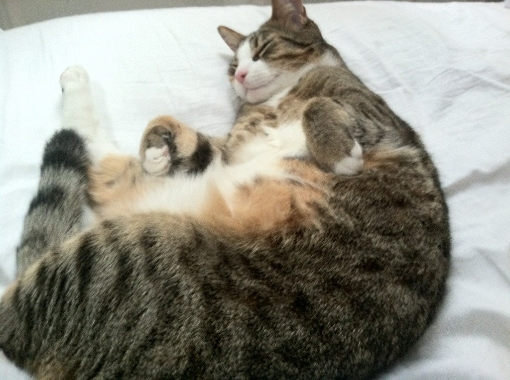 “史上最强防守:联盟顶级防守战术揭秘”,联盟最佳防守