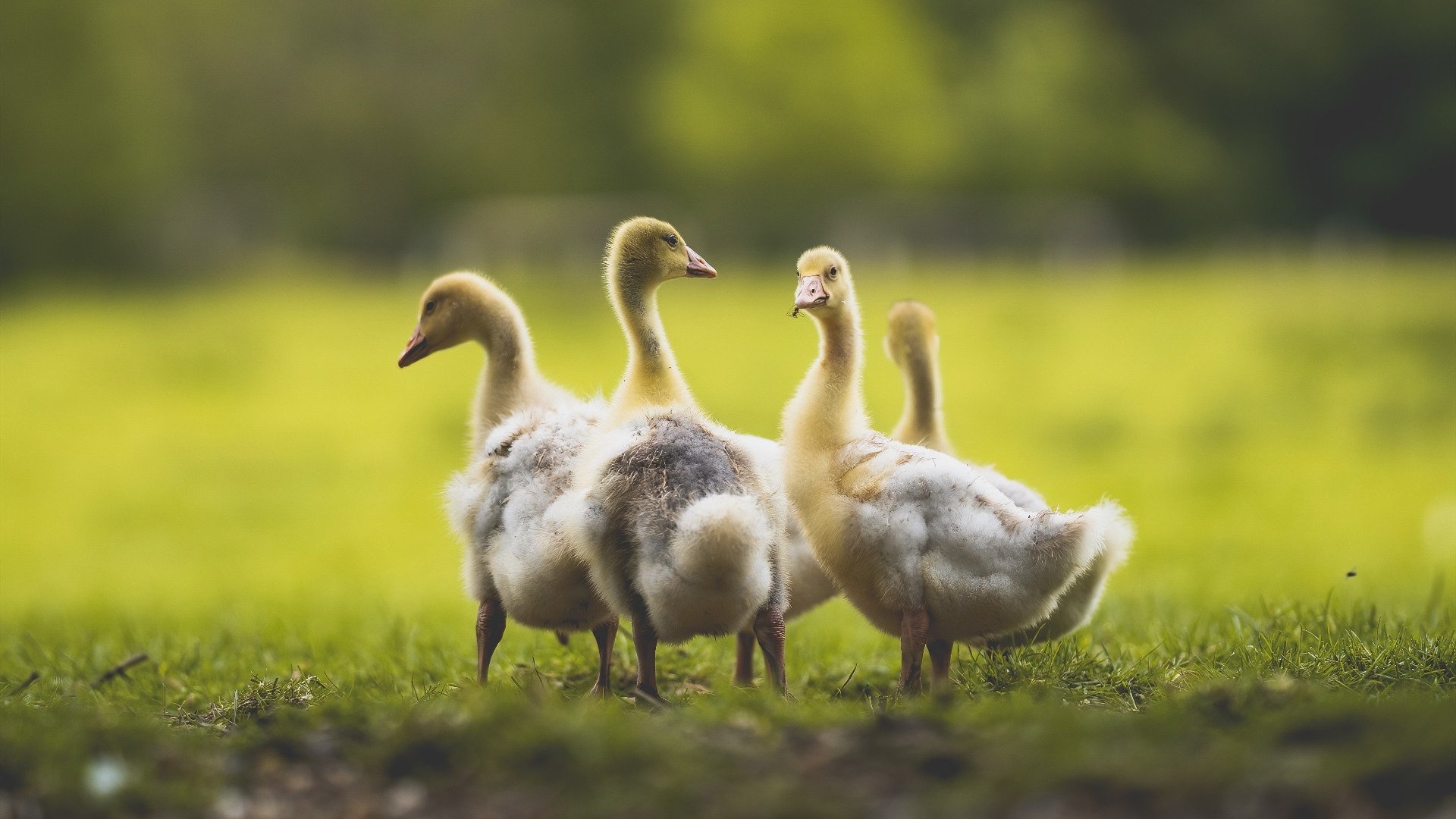 爱游戏中国官方登录入口网站-“绝杀绝妙：史上最经典的终极投篮”，绝杀篮球