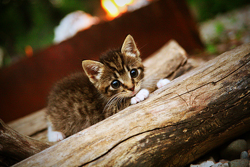 “西甲激烈碰撞:争夺欧冠席位战火升腾”,西甲 争冠