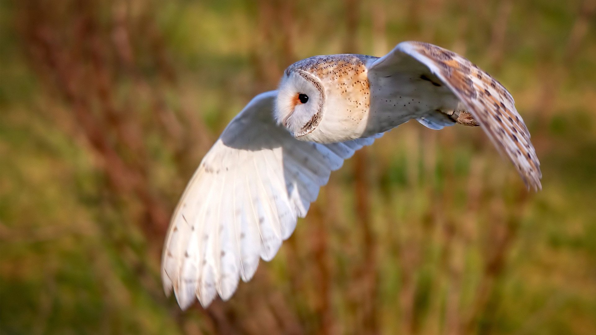 爱游戏下载-“足球明星的中国之旅：访谈与专栏”，足球明星(中国)