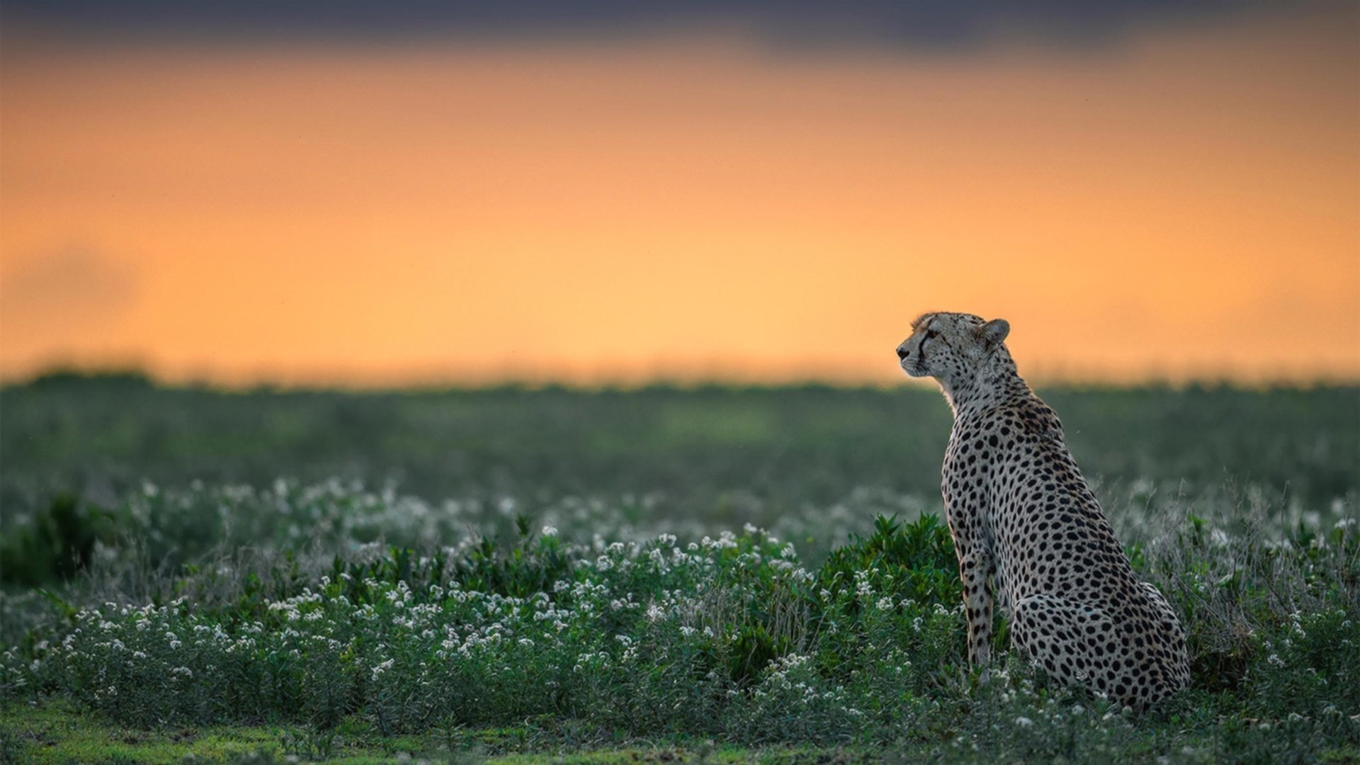 AYX体育官网-一场比赛：库里在火箭队比赛中投中13个三分，打破NBA单场远投纪录！