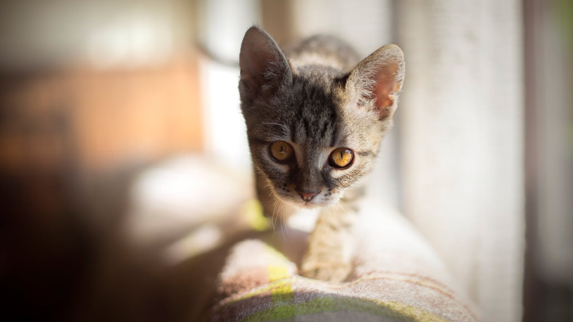 中国足球宣传月开启,系列公益活动精彩纷呈,足球公益比赛