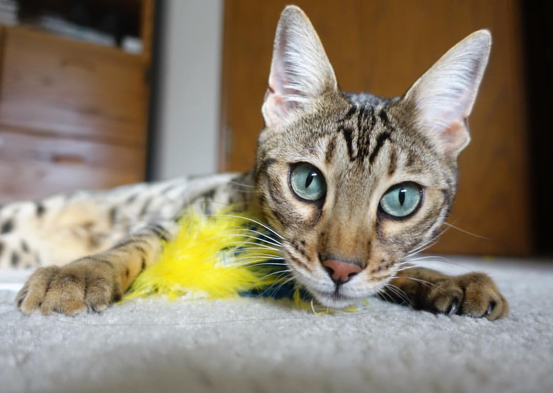 国际藤球邀请赛,东南亚运动风情浓厚,国际藤球联合会