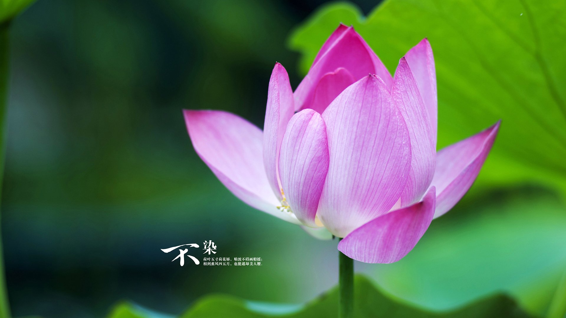 爱游戏体育-姚明青睐的边路快马再次爆发，姚明最出色的一场比赛