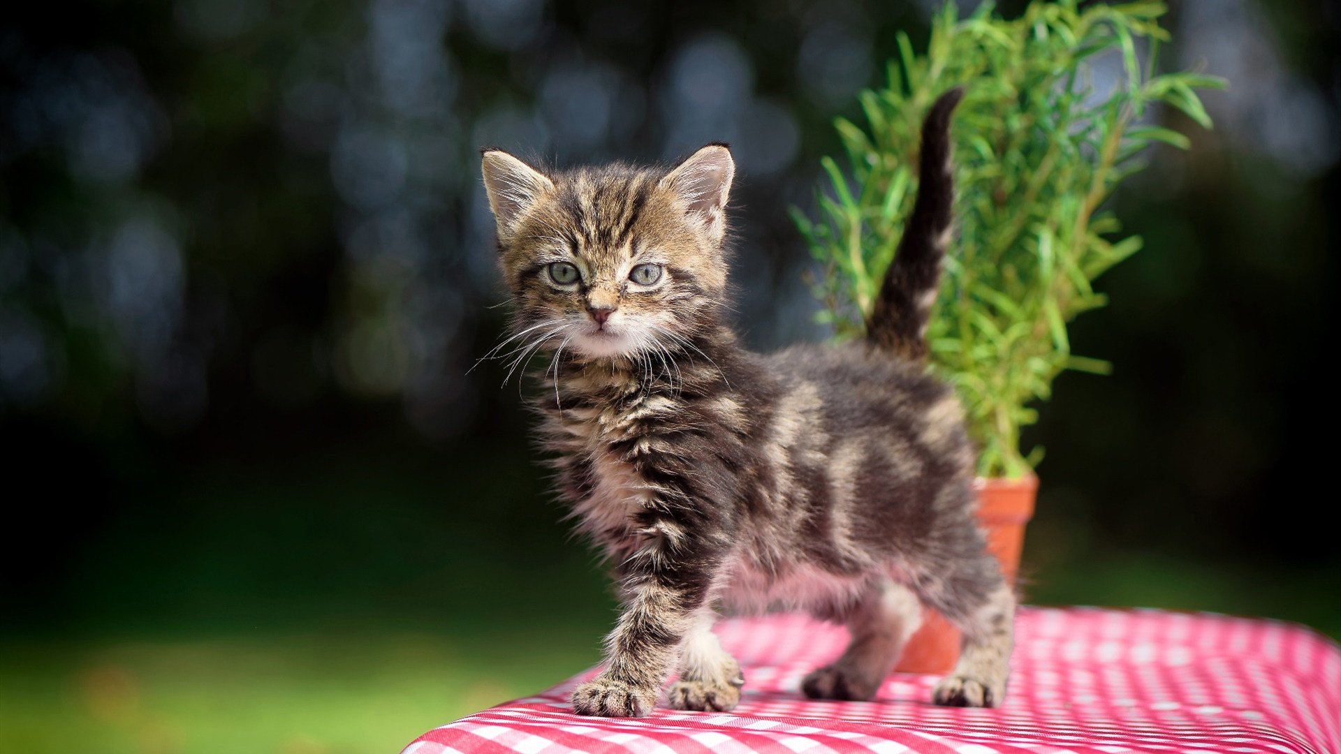 AYX GAME-赛场“场外战”，明星的“带货”狂潮