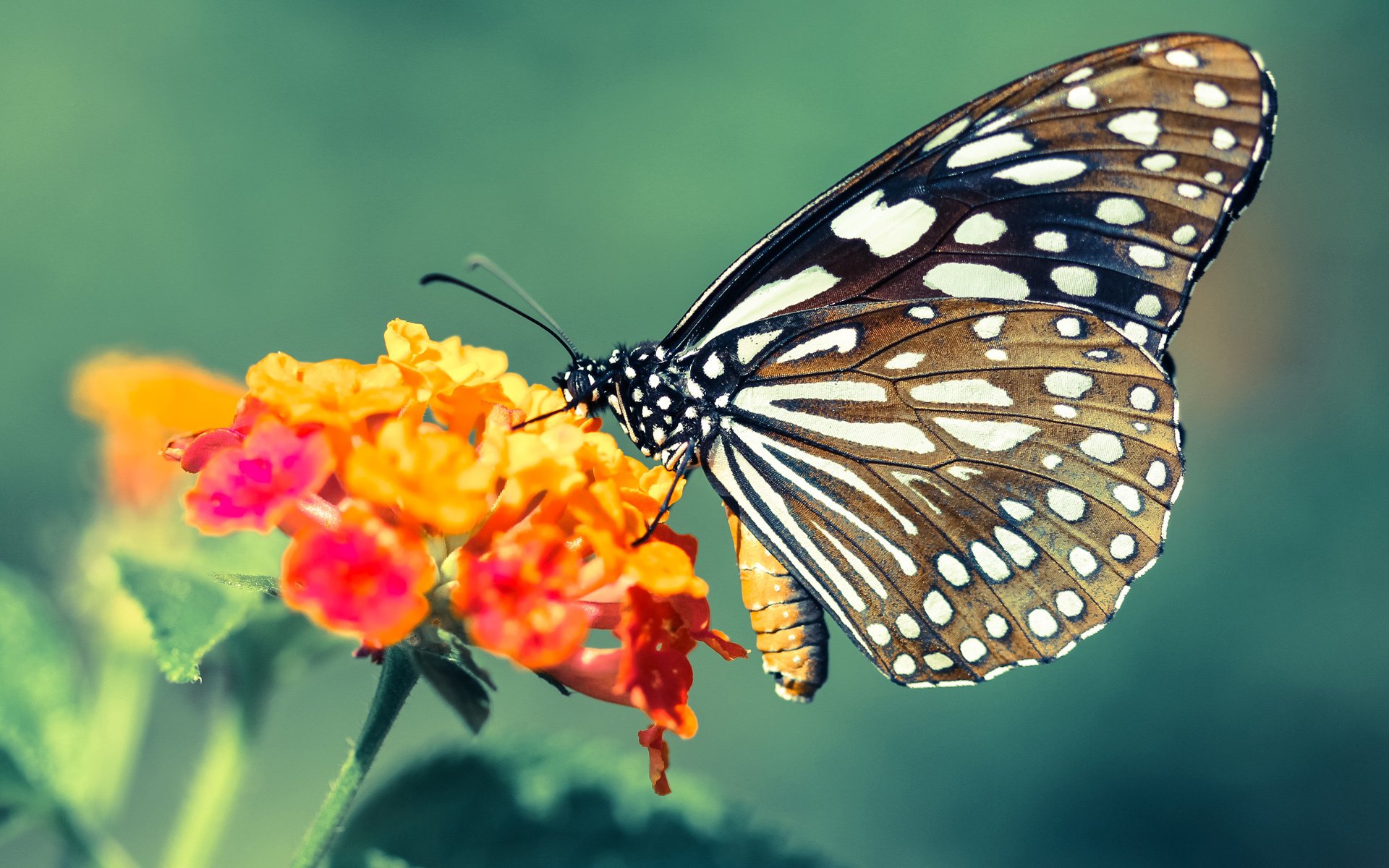 中国足球文化建设日益丰富,中国足球文化发展