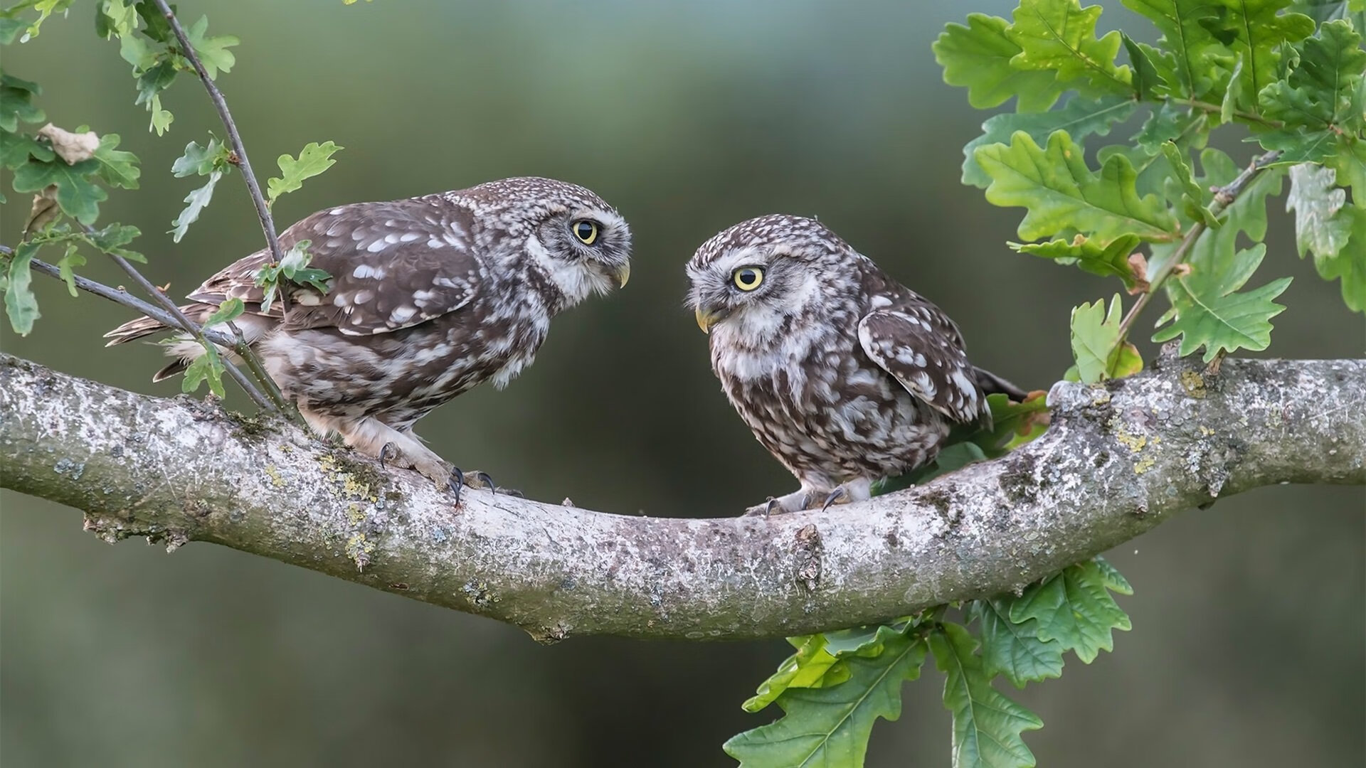 外援爆发独揽全队得分，领队队伍锋芒毕露，2021外援