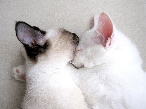 梅斯主场难敌强敌，连败局势严重，梅斯对雷恩比分预测