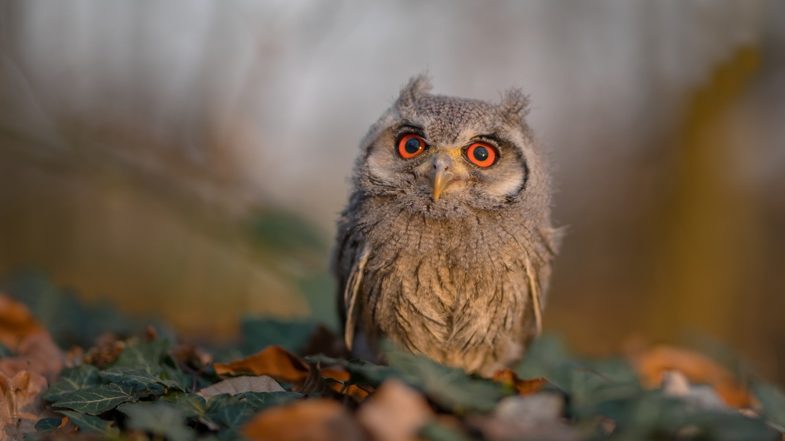 爱游戏娱乐平台-阿尔阿赫利战术调整见成效，阿尔阿赫利足球俱乐部