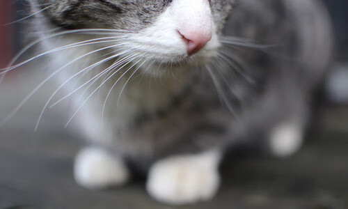 爱游戏娱乐平台-中国篮球联赛数据分析支持的技术战术调整，中国的篮球职业联赛