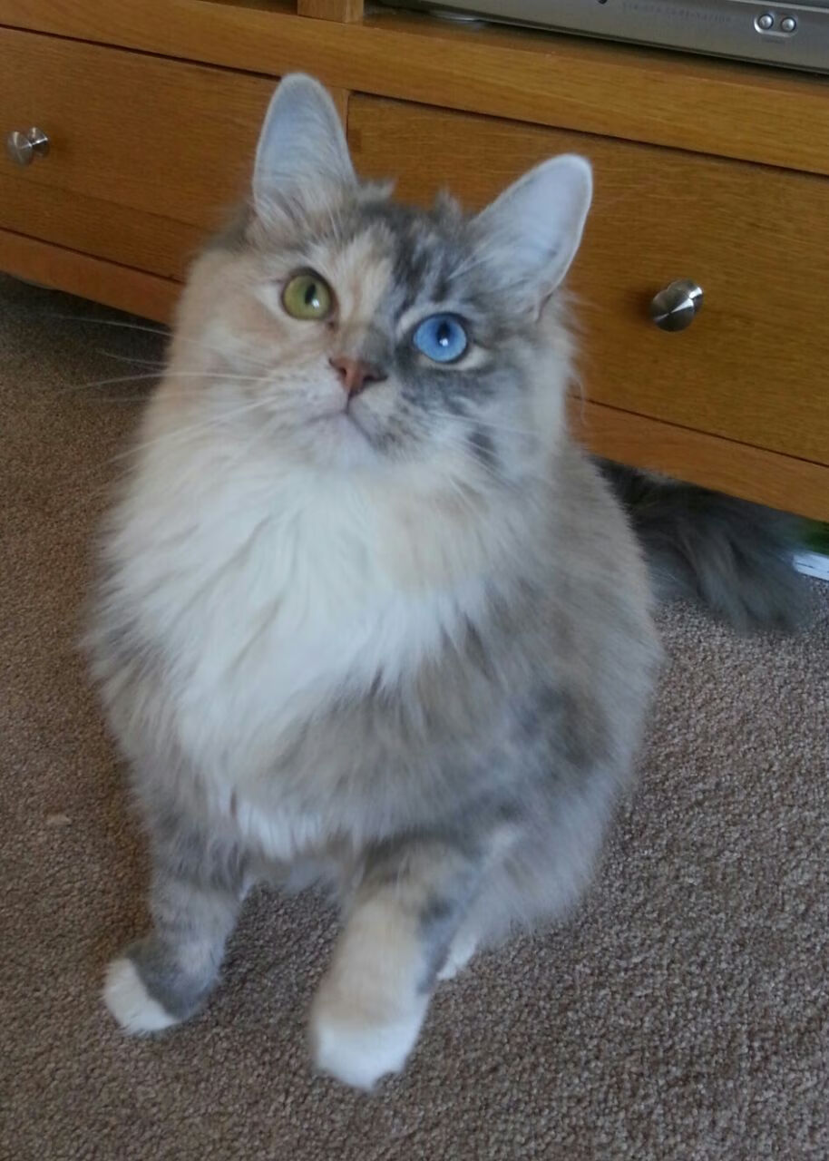 青少年体育活动参与动机分析,青少年参加体育运动的动机