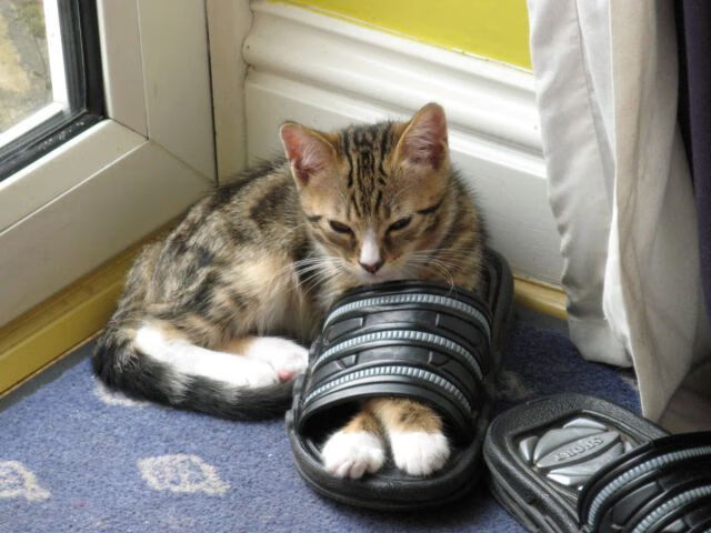 爱游戏官方网站-“马科斯·梅特罗的精准防守和突破能力，成就美洲狮队的未来核心”