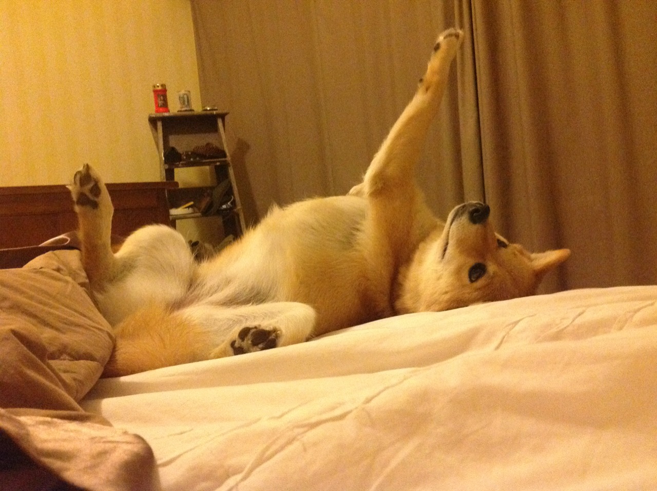 爱游戏官网-弗朗索瓦·霍尔茨豪伊泽：南非队反击的发动机，令对方防线无法适应