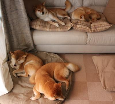 王宗源男子3米跳板决赛精彩亮相,王宗源男子3米跳板决赛精彩亮相回放