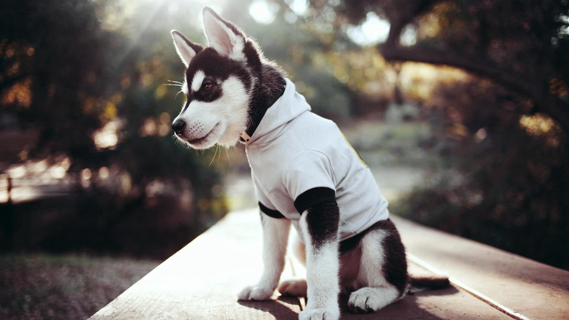 网球天王德约科维奇再创神迹,网球名将德约科维奇简介