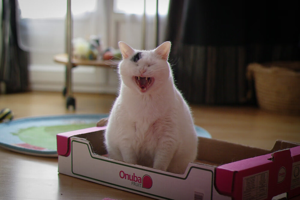 跳水技术提升朝鲜得分稳定,跳水朝鲜第一名