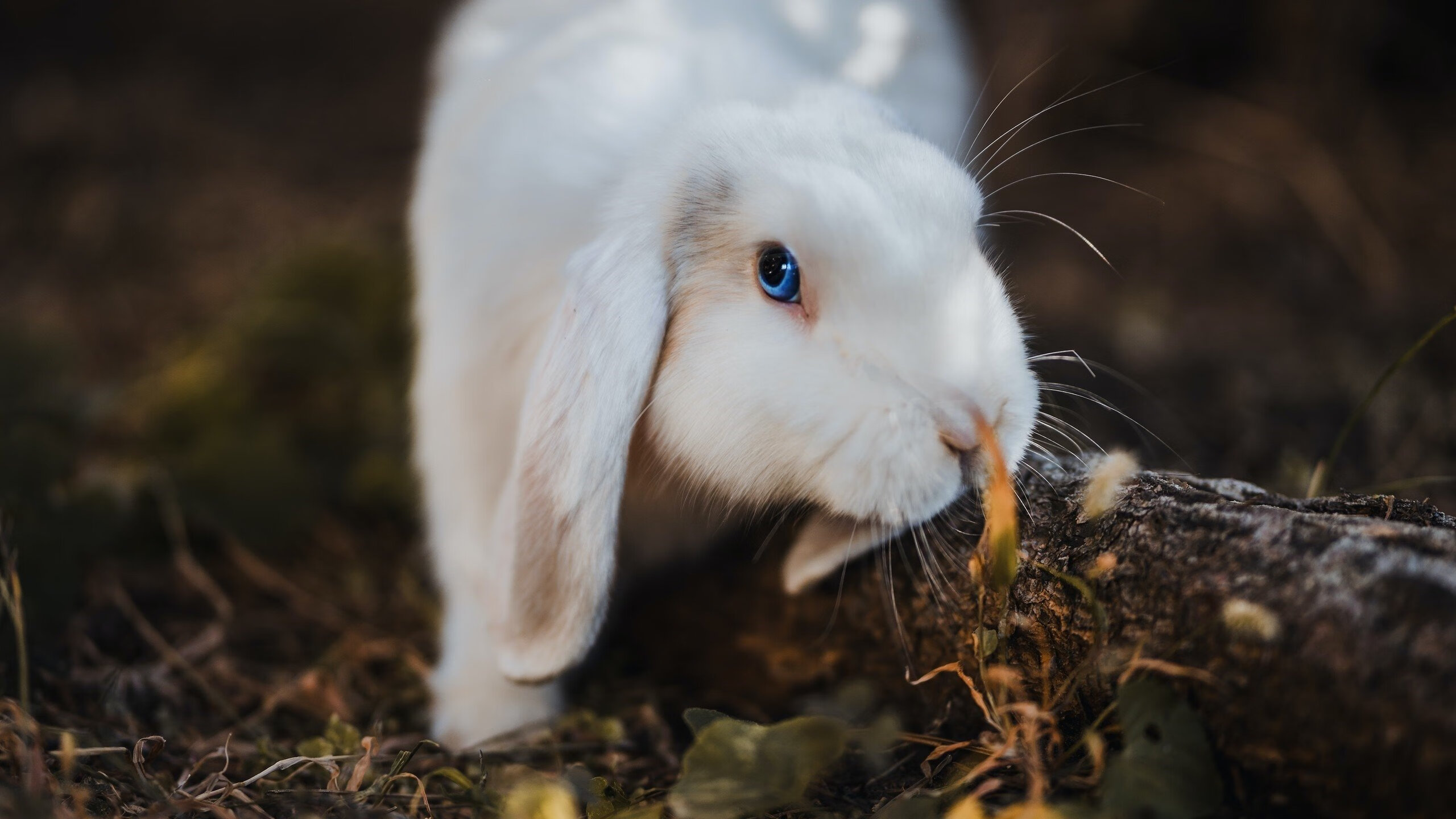 AYX官网-马刺主帅称希望看到更多团队篮球，马刺原来队员